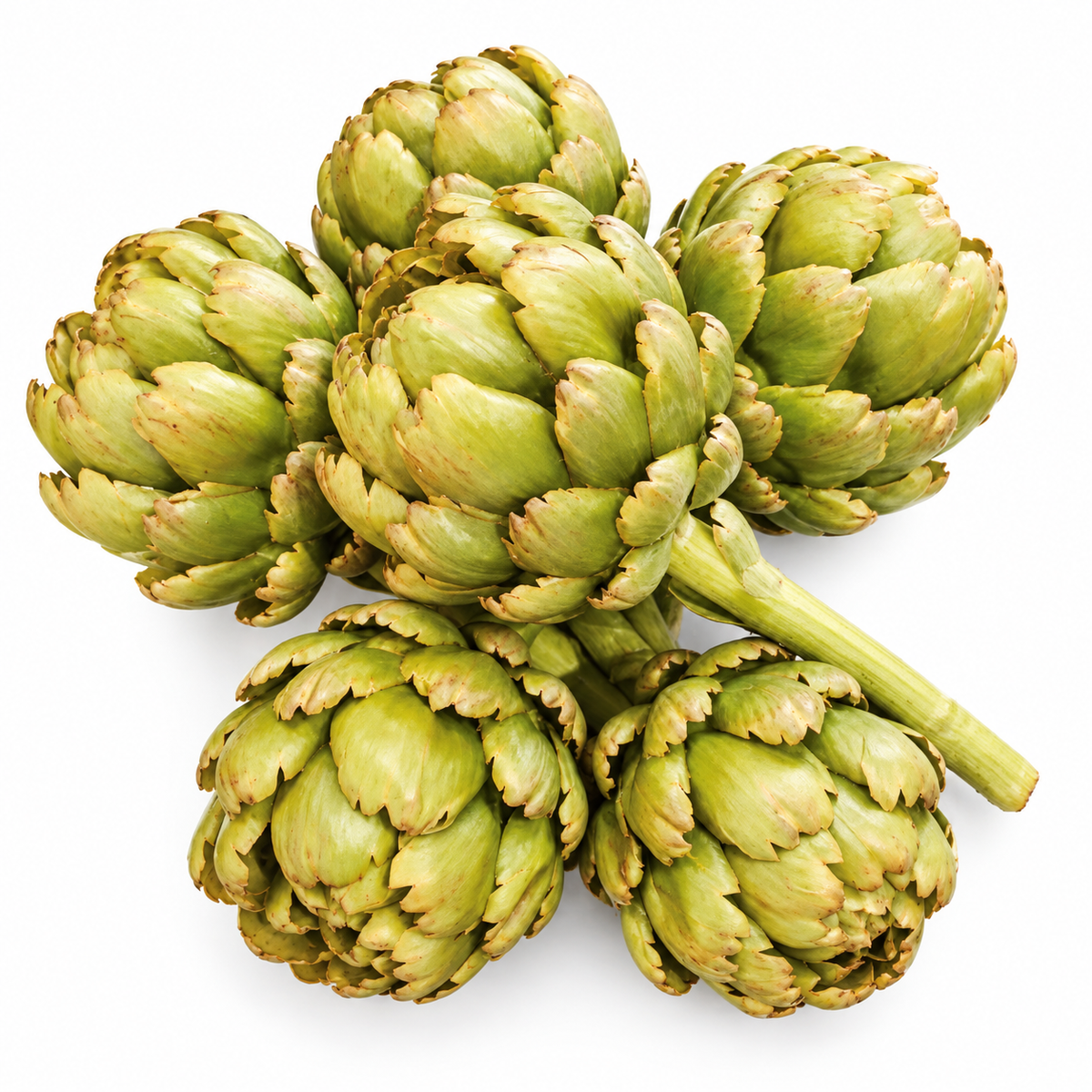 Artichoke Stem in Green